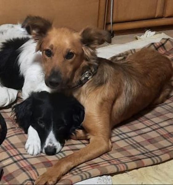 Traumhund sucht tolles Zuhause!