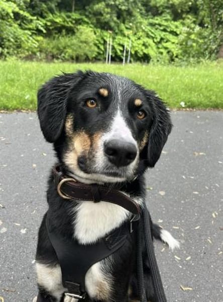 Kiro ein toller Appenzeller Mix
