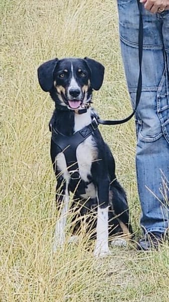 Kiro ein toller Appenzeller Mix