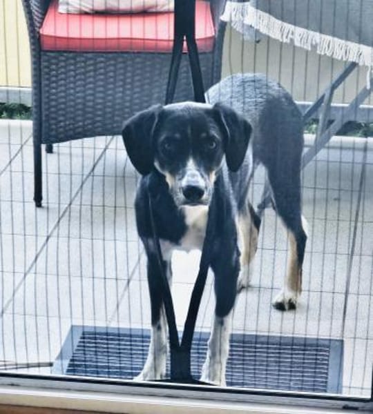 Kiro ein toller Appenzeller Mix