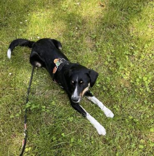 Kiro ein toller Appenzeller Mix
