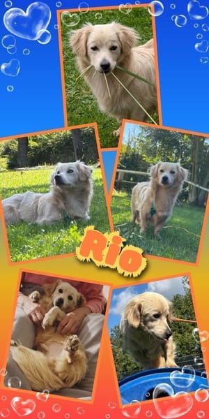 Hübscher Rio wartet in Illschwang!