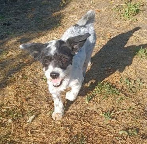Spike💙💙💙 möchte gerne verwöhnt werden