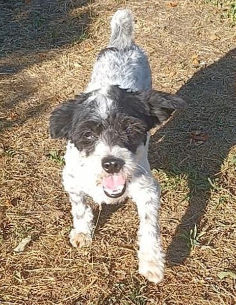 Spike💙💙💙 möchte gerne verwöhnt werden
