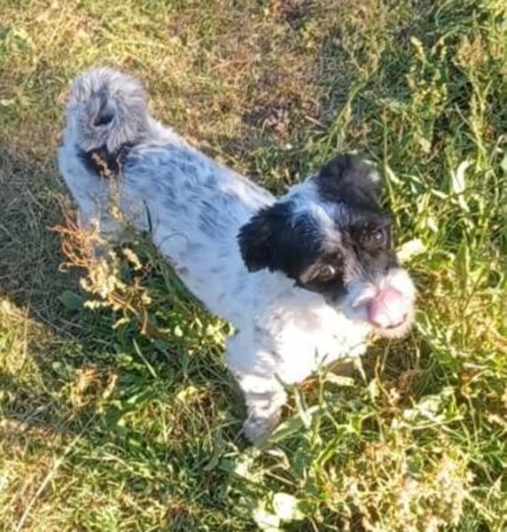 Spike💙💙💙 möchte gerne verwöhnt werden
