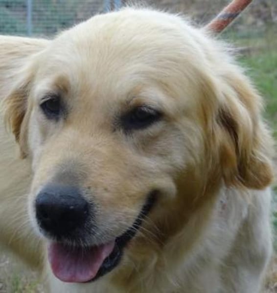 Dina - Familienhund