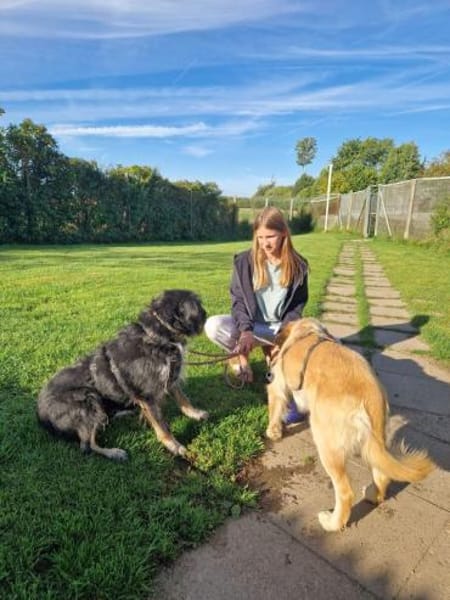 Dina - Familienhund
