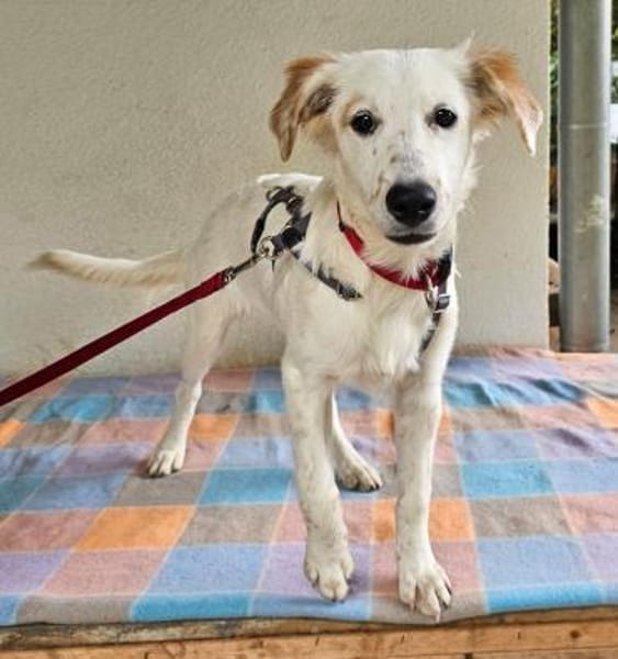 Bella im Tierheim Sulzbach