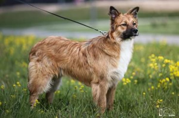 Traum Familienhund