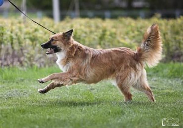 Traum Familienhund