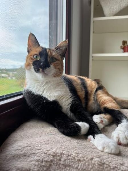 Cookie aus dem Tierschutz