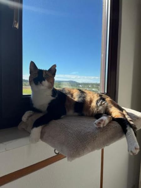 Cookie aus dem Tierschutz