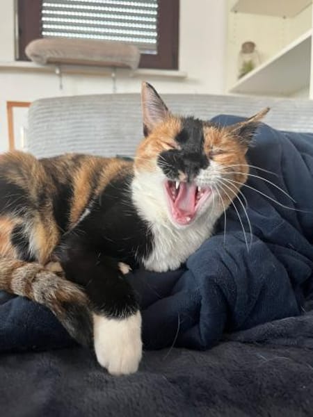 Cookie aus dem Tierschutz