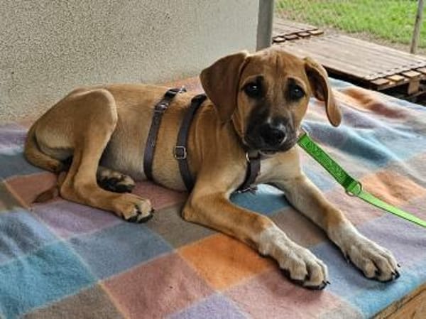 Flo im Tierheim Sulzbach