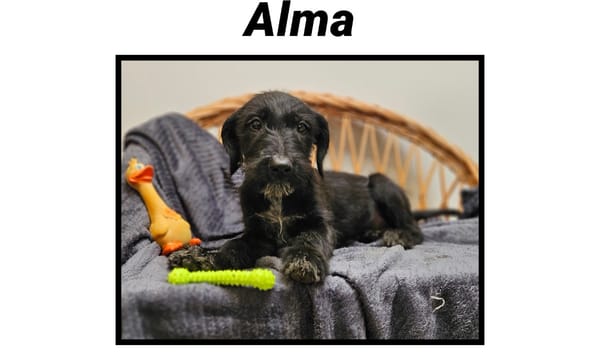 ALMA