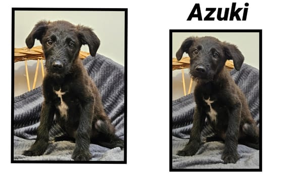AZUKI