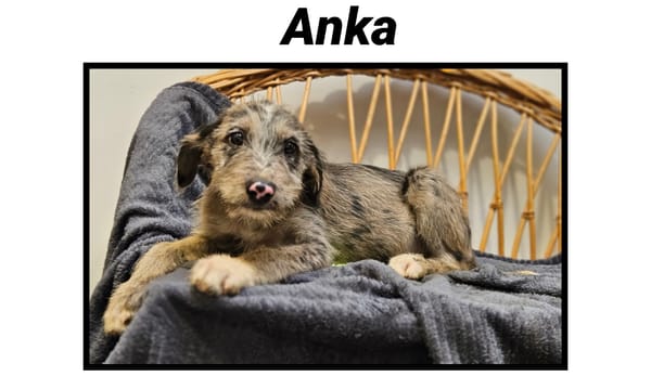 ANKA