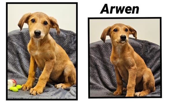 ARWEN (Réservée)