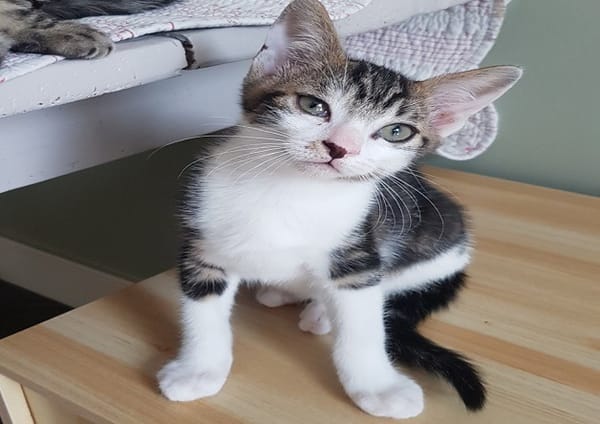 LILOU