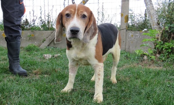 SNOOPY