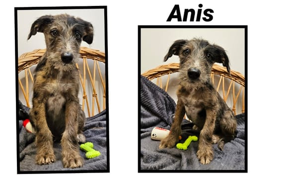 ANIS