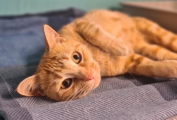 Mimie