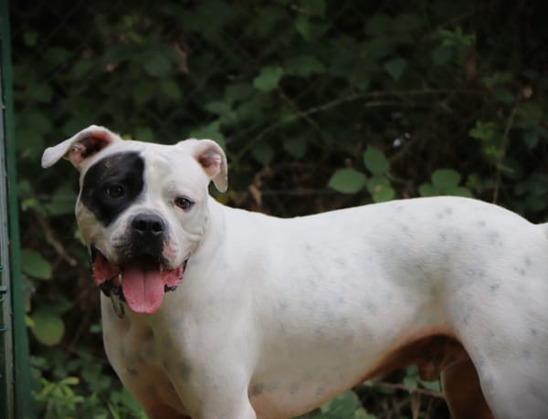 TYSON