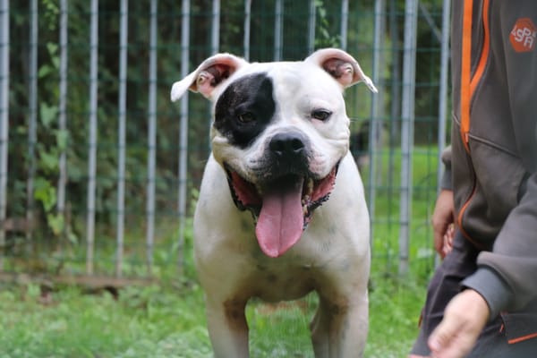 TYSON