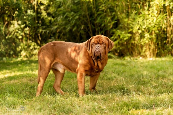Bosco