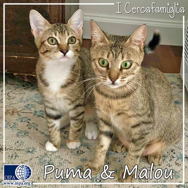 Puma & Malou