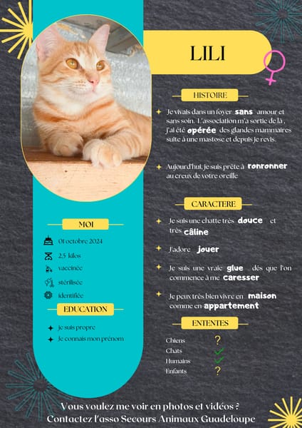 Lili, la douce minette