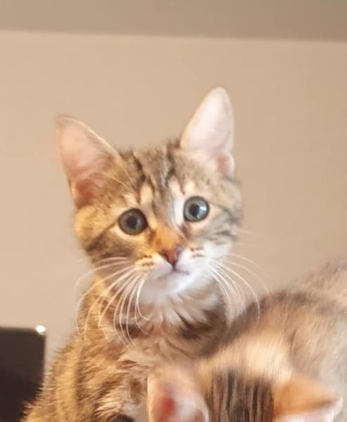 NOISETTE
