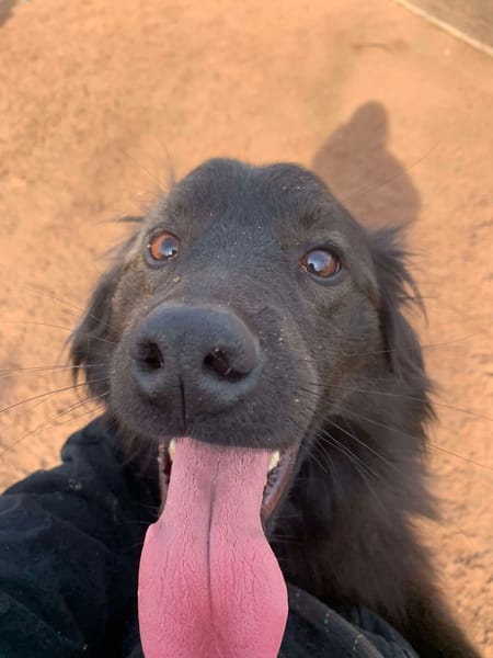 Ranger