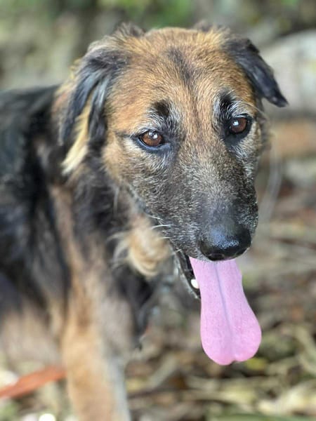Bobby, doux chien des îles