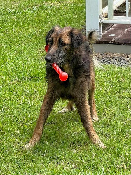 Bobby, doux chien des îles