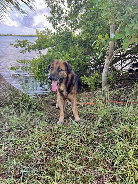 Bobby, doux chien des îles