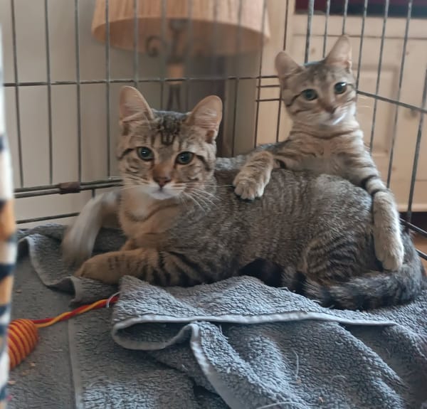 ASTRO ET AVANA