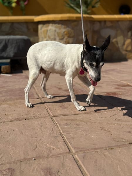 LASSIE (Lara)
