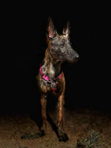 BABETTE  (Animalea)