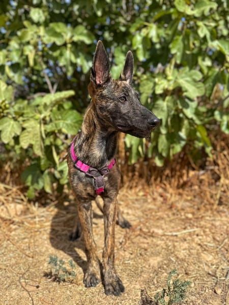 BABETTE  (Animalea)