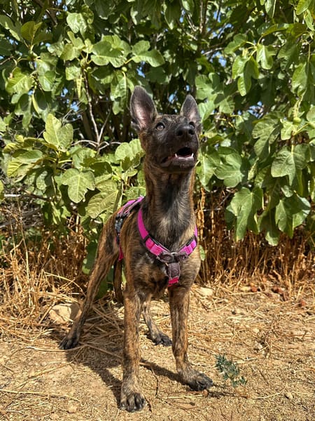 BABETTE  (Animalea)