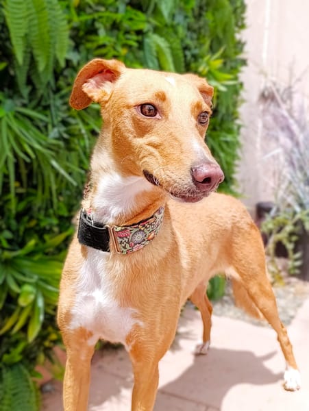 HERA