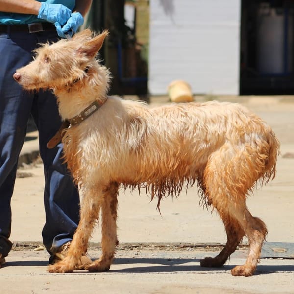 FLORENCIO (FBM)