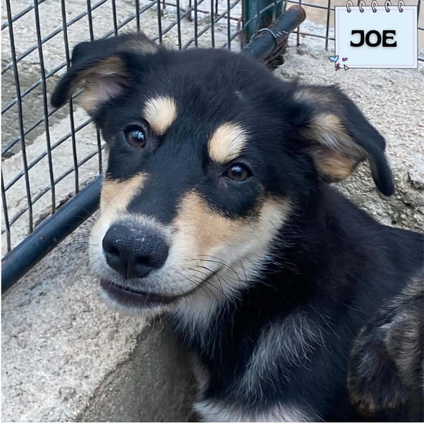 JOE