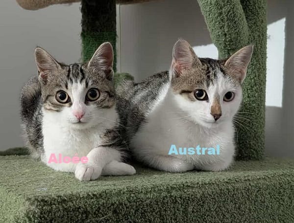 AUSTRAL et ALOEE  DOUBLE ADOPTION