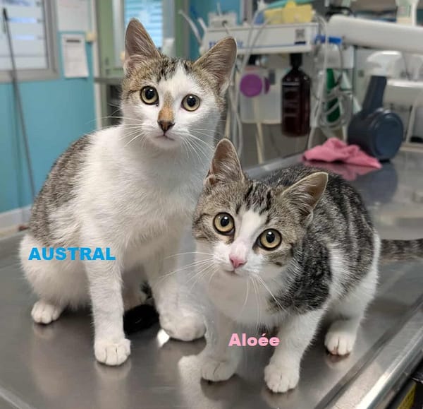 AUSTRAL et ALOEE  DOUBLE ADOPTION