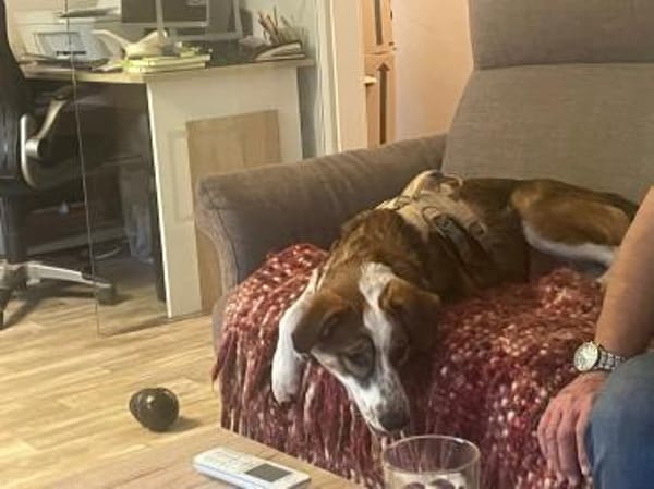 Verschmuste Nelly❤ sucht liebes Heim