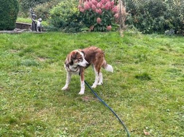 Verschmuste Nelly❤ sucht liebes Heim