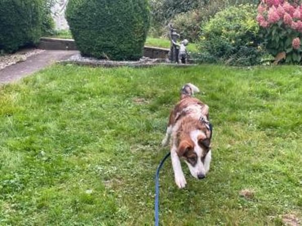 Verschmuste Nelly❤ sucht liebes Heim