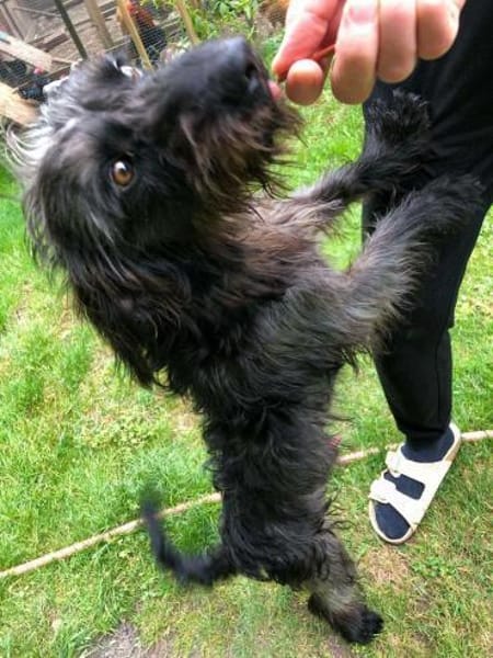 Dackel Mix Rüde, 1 Jahr